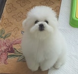 순독