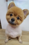 나르매애견