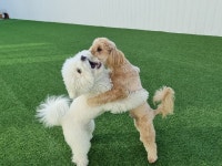 라라퍼피 애견 반려견 유치원