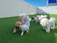 라라퍼피 애견 반려견 유치원