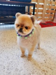 커몽커몽펫