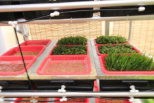 신천도토리새싹요리