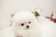 몽몽이하우스 인천연수점