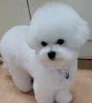 대구강아지분양 마마스미독 본점