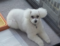 순독