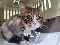 샤도캣