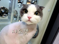 샤도캣