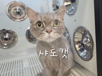 샤도캣