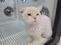 샤도캣