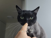 샤도캣