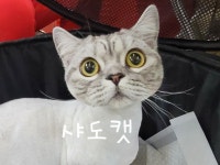 샤도캣