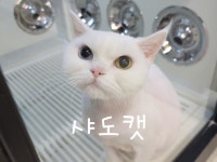 샤도캣