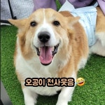 애견카페포 & 강아지유치원