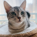 야옹아멍멍아밥먹자 무인펫마트