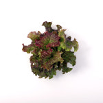 농업회사법인 팜에프