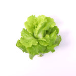 농업회사법인 팜에프