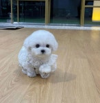 한빛애견전문농장