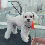 장보는강아지와고양이 부산신호점