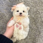 먼치킨분양 티니미니 울산점