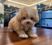 펫캐슬 의정부 애견샵