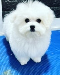프로펫 애견미용실