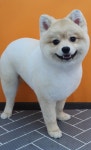퍼피루스