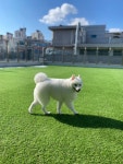 코코스 애견미용&유치원&호텔