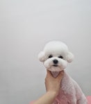 펫부띠끄 남악애견미용