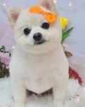 몽story애견미용실