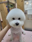 러브독펫살롱
