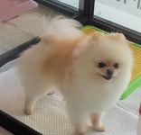 순독
