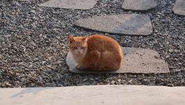 하얀집가든 미나리삼겹살