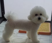 순독