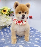 아지세상애견샵