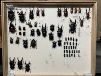 곤충체험학습장 아이벅스캠프