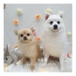 아꼽개