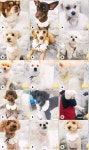 공원반려견미용실