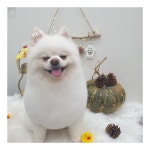 아꼽개