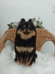The dog salon