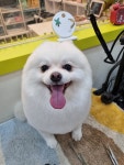 슬로독