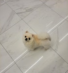 순독