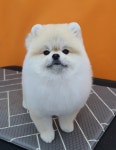 퍼피루스