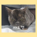 샤도캣