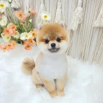 그루밍051 애견미용