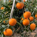 예덕농장 천년의향기