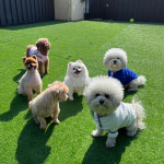 부산애견호텔유치원 우리집첫째