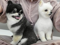 펫더헤븐화봉점