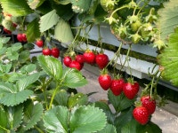 생생딸기체험농장