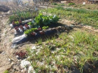 임상리 삼성 주말농장