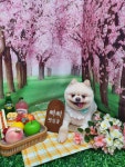 삐삐펫살롱